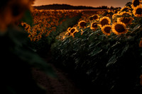 Sunflower Festival