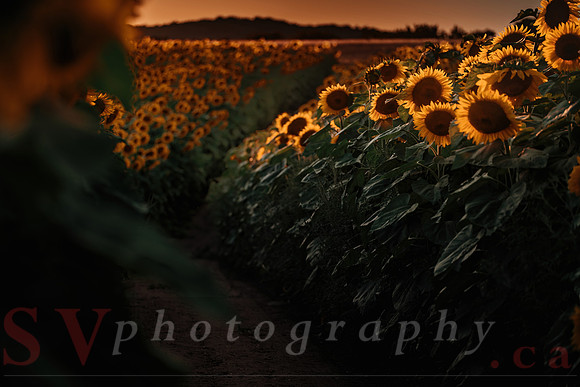 Sunflower Festival