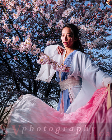 Cherry Blossoms