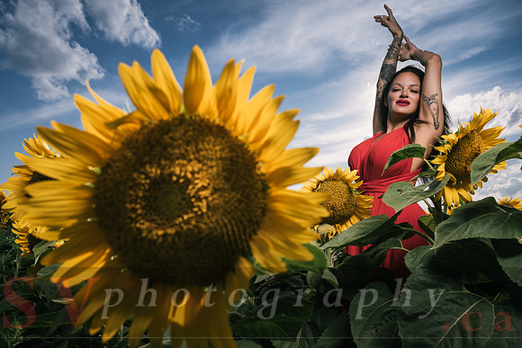 Sunflower Farm