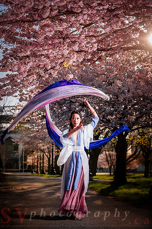 Cherry Blossoms