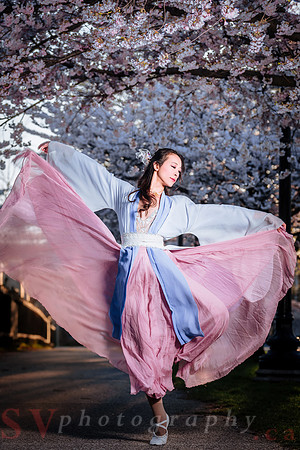 Cherry Blossoms