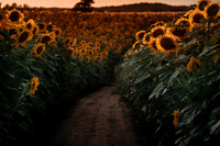 Sunflower Festival