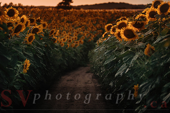 Sunflower Festival