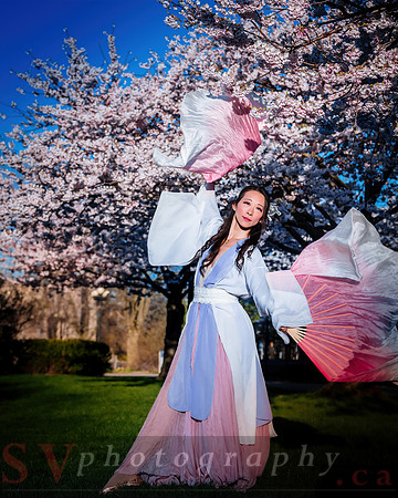 Cherry Blossoms