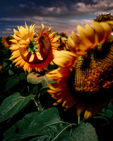 Sunflower Festival