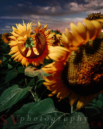 Sunflower Festival