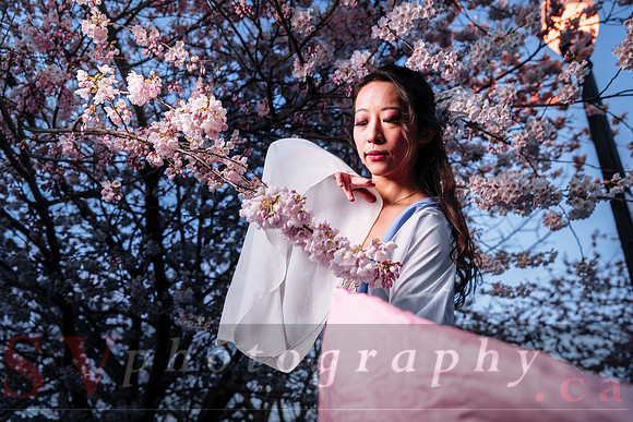 Cherry Blossoms