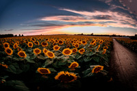 Sunflower Festival