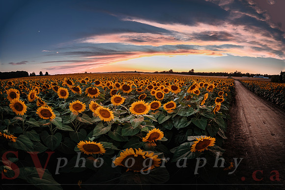 Sunflower Festival