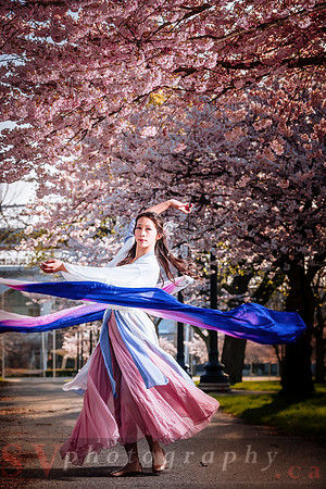 Cherry Blossoms