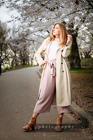 Cherry Blossoms