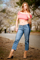 Cherry Blossoms