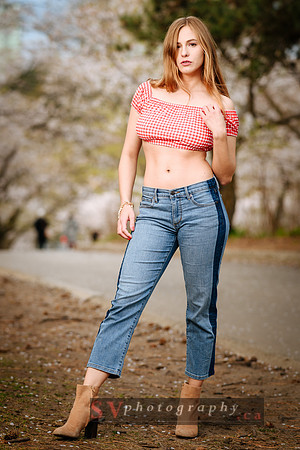Cherry Blossoms