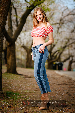 Cherry Blossoms