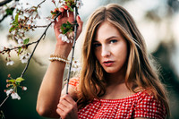 Cherry Blossoms
