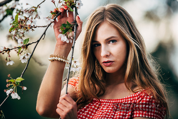 Cherry Blossoms