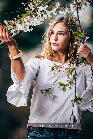 Cherry Blossoms