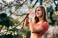 Cherry Blossoms