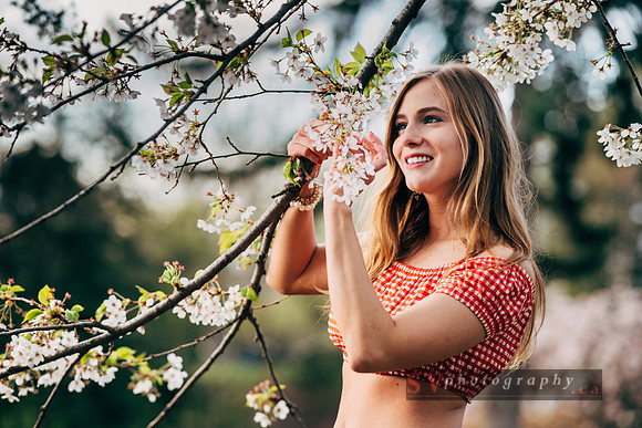 Cherry Blossoms