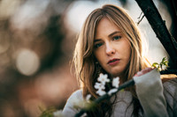 Cherry Blossoms