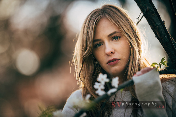 Cherry Blossoms