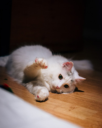 Cats