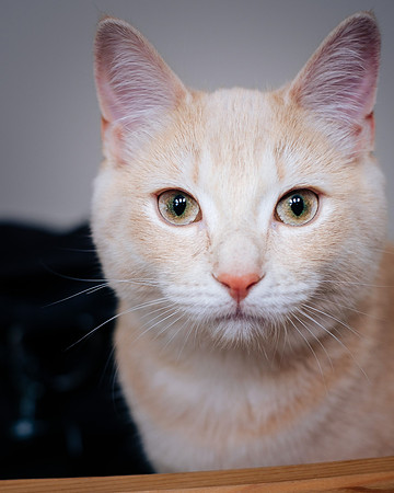 Cats