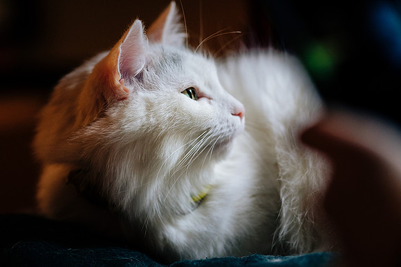 Cats