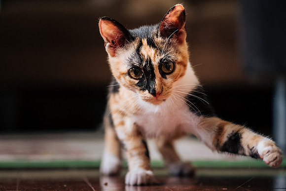Cats