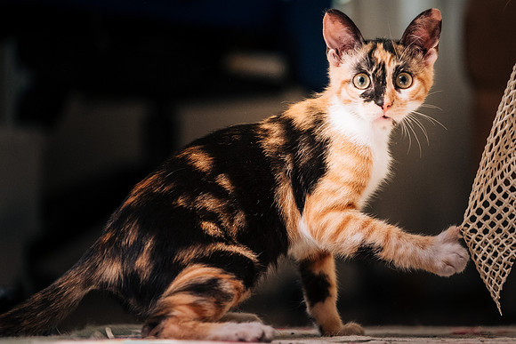 Cats