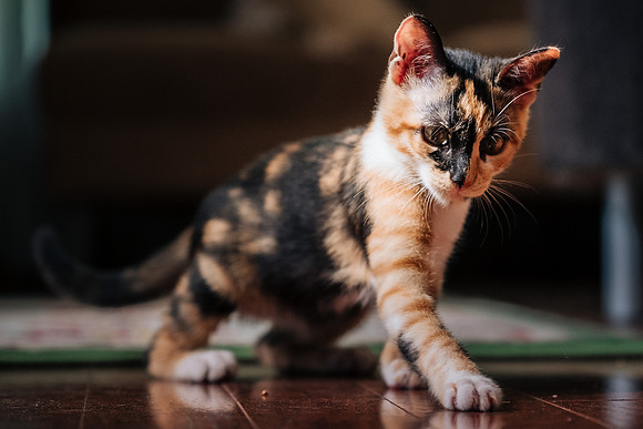 Cats