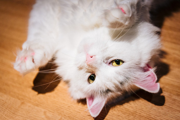 Cats
