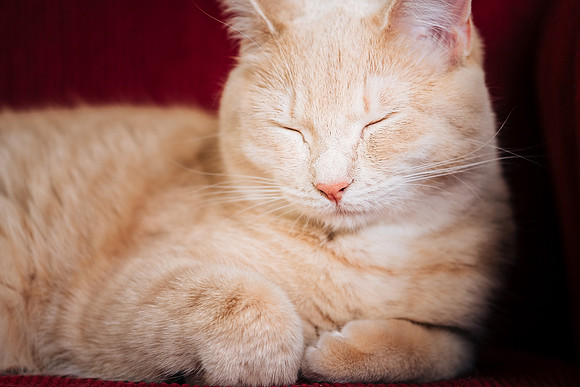 Cats