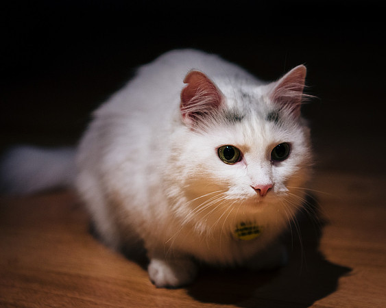Cats
