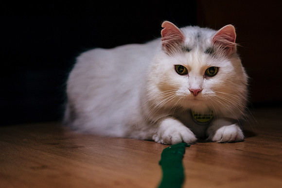 Cats