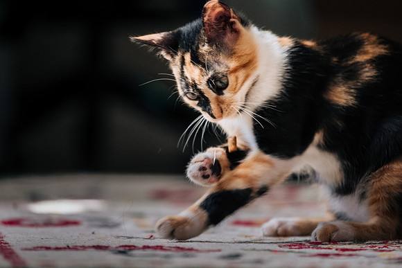 Cats