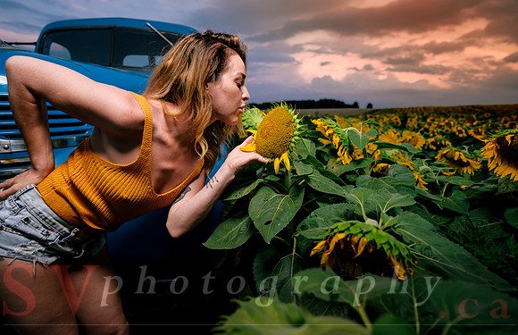 At the Sunflower Farm