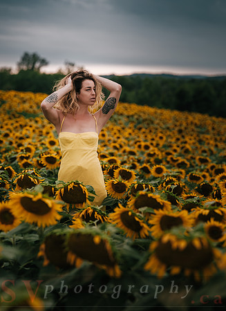 At the Sunflower Farm