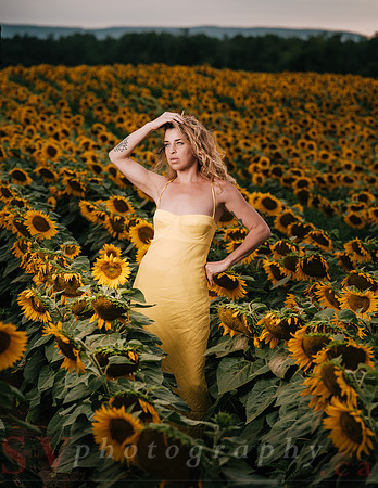 At the Sunflower Farm