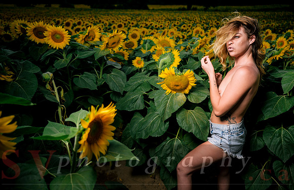 At the Sunflower Farm