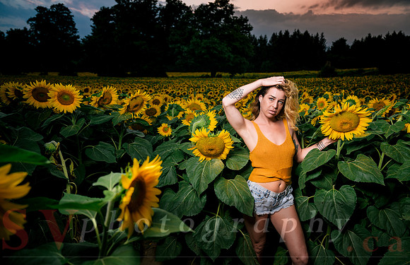 At the Sunflower Farm