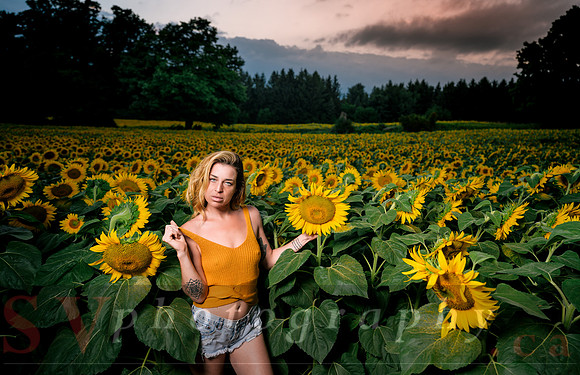 At the Sunflower Farm