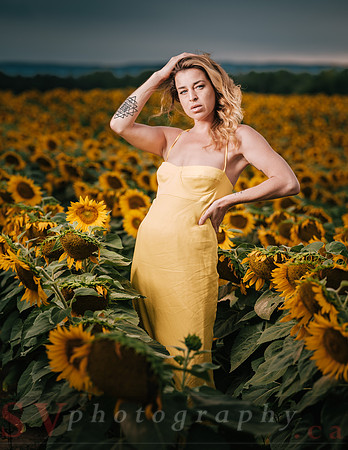 At the Sunflower Farm