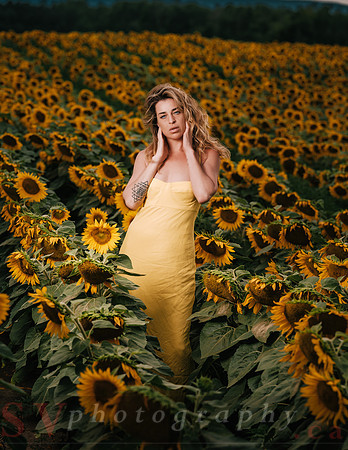 At the Sunflower Farm