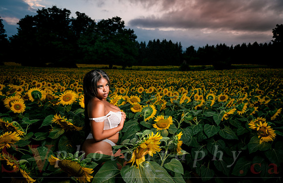 At the Sunflower Farm