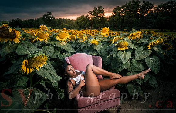 At the Sunflower Farm