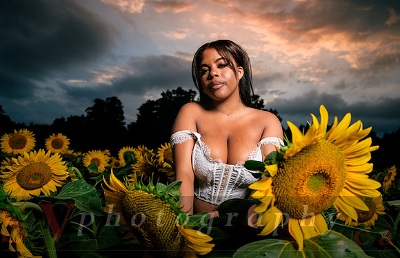 At the Sunflower Farm