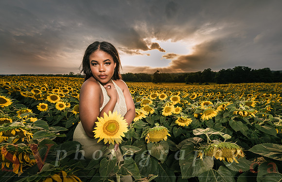 At the Sunflower Farm
