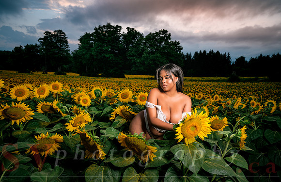 At the Sunflower Farm